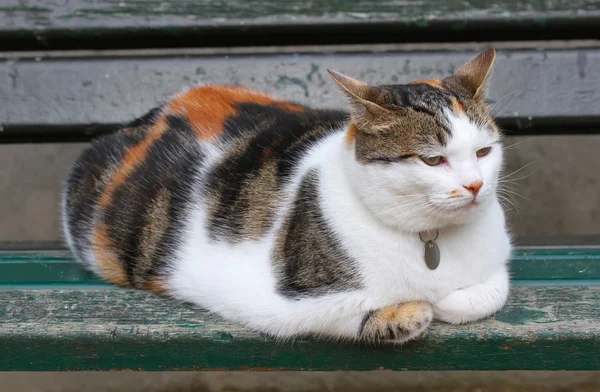 Bardzo puszysty kot siedzi na ławce — Zdjęcie stockowe