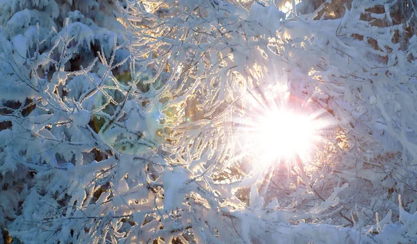 Sol da manhã na floresta de inverno . — Fotografia de Stock