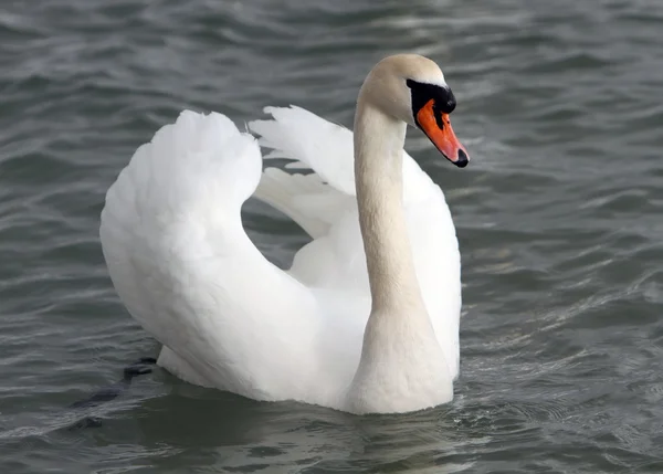 Cisne blanco en el agua. — Foto de Stock
