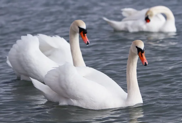 Cisnes blancos en el agua. — Foto de Stock