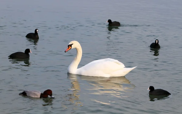Cisne blanco en el agua. —  Fotos de Stock