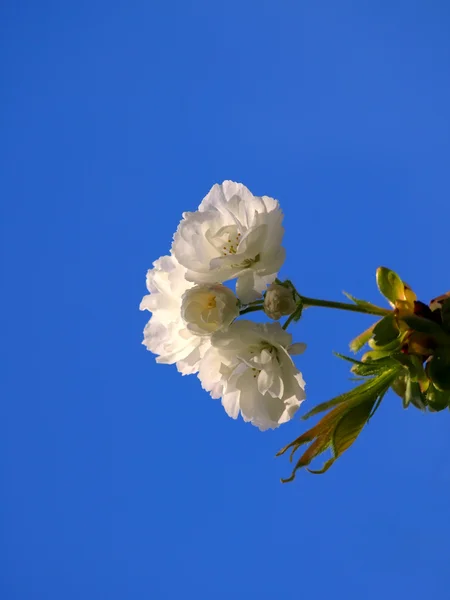 Blühender Frühlingsbaumzweig — Stockfoto