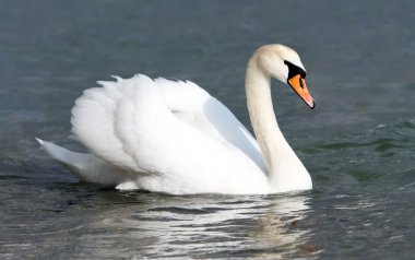 Kuğu.