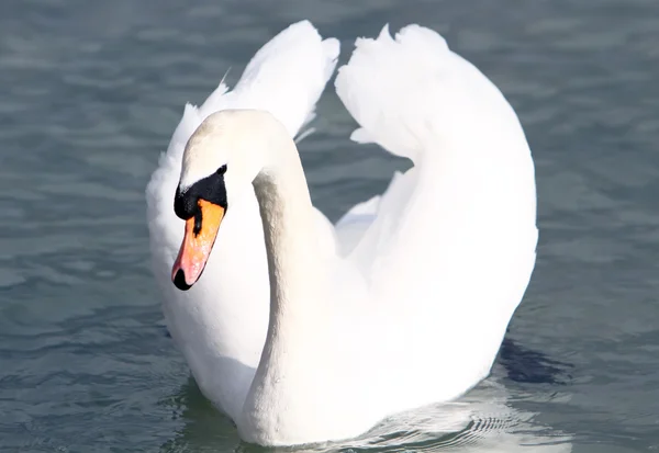 Cisne —  Fotos de Stock