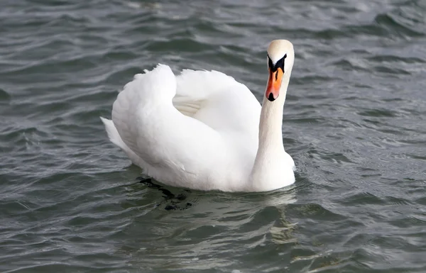 Schwan — Stockfoto