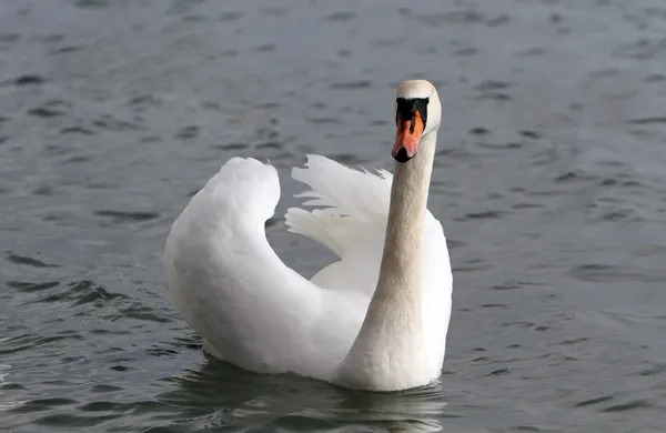 Swan — Stock Photo, Image