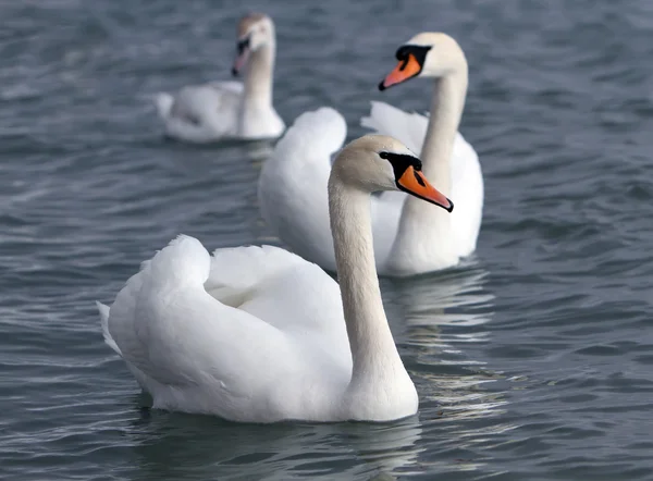 Swan — Stock Photo, Image