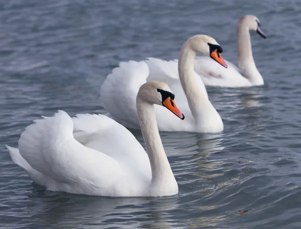 Schwan — Stockfoto