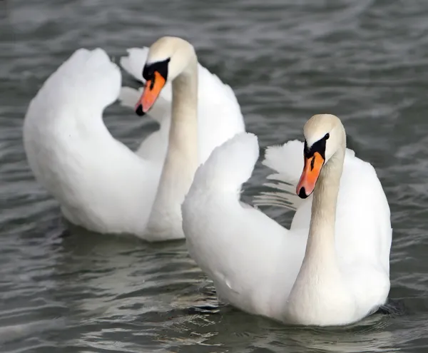 Swans Stock Picture