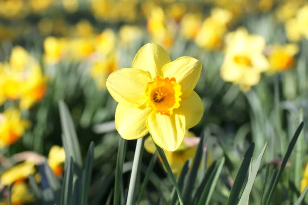 Blumen — Stockfoto