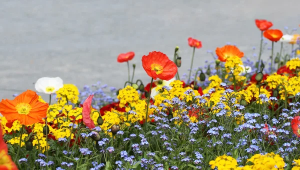 美しい明るい赤いケシの花、夏の牧草地. — ストック写真