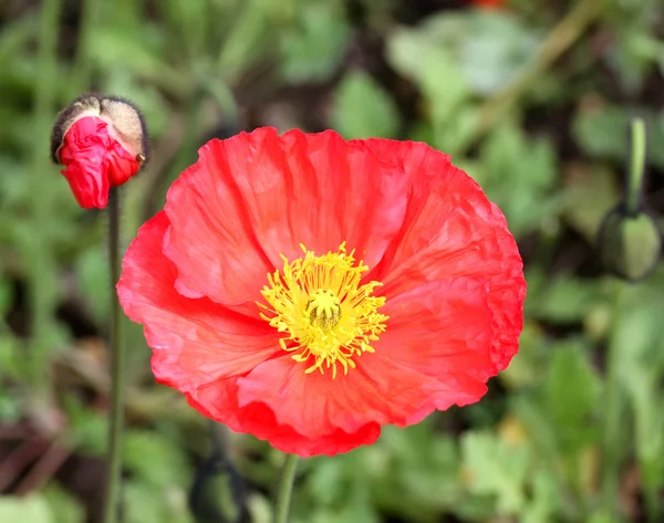 Flowers — Stock Photo, Image