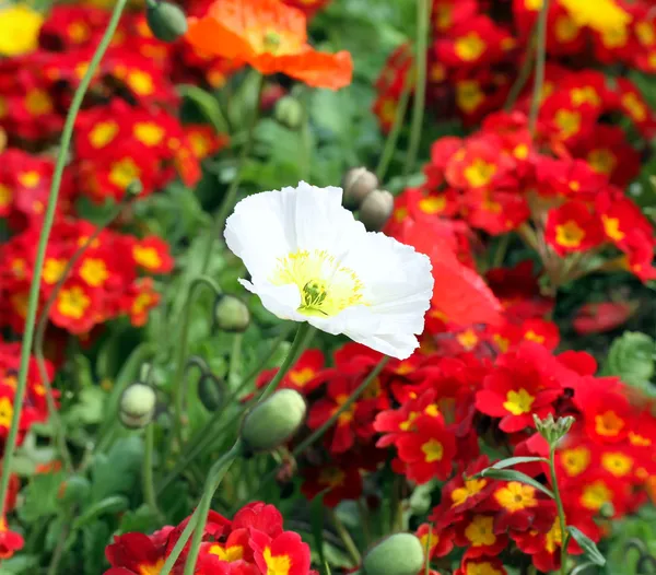 Flowers — Stock Photo, Image