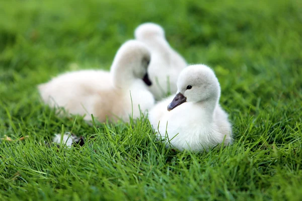 Vit svan cygnets på gräset — Stockfoto