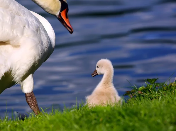 Beyaz Kuğu cygnets çim — Stok fotoğraf