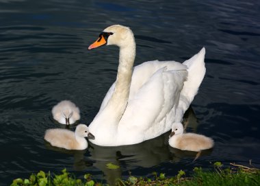 Beyaz Kuğu cygnets