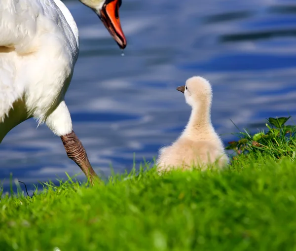 Cisne blanco Cygnets con madre — Foto de Stock
