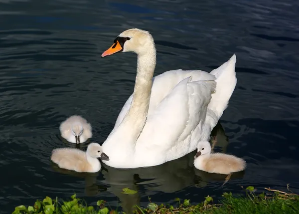 Cisne blanco Cygnets — Foto de Stock