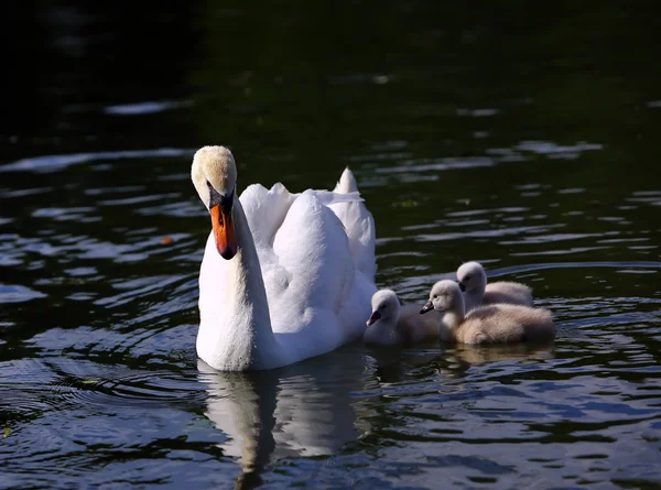 White Swan Cygnets with Mother in the water — Stock Photo, Image