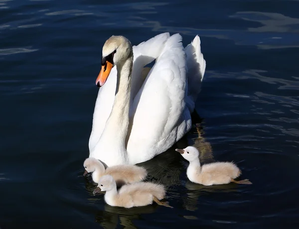 Белый Лебедь Сигнетс с матерью в воде — стоковое фото