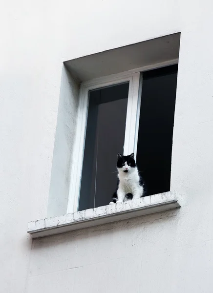 Γάτα Κάθεται Στο Παράθυρο — Φωτογραφία Αρχείου