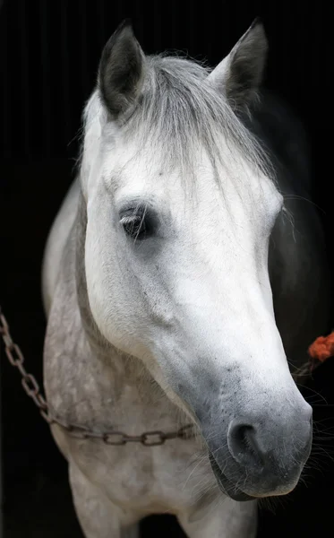 马厩里的白马 — 图库照片