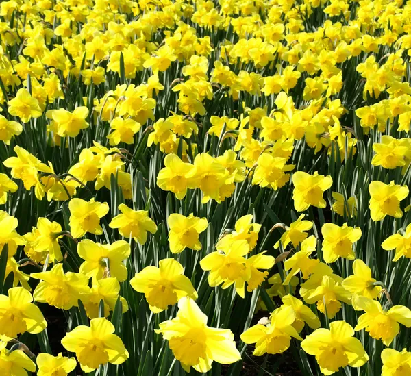 멋지게 완전 꽃밭에 노란 수 선화의 야외 촬영 — 스톡 사진