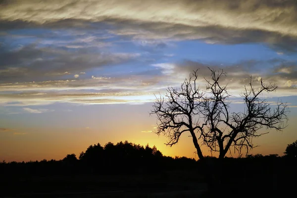 Beautiful Sunset Sky Tree — Stock Photo, Image