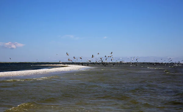 Wilde Pelicans Létání Nad Černým Mořem Náklady — Stock fotografie