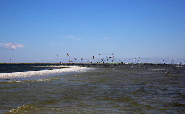 Wilde Pelicans Flying Black Sea Cost Stock Photo