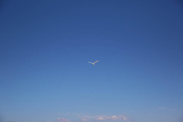 Seagull Fly Blue Sky Stock Picture