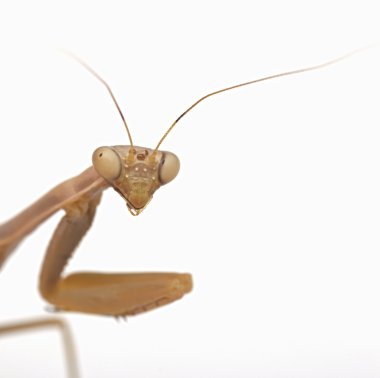 Beyaz arkaplanda peygamber devesi