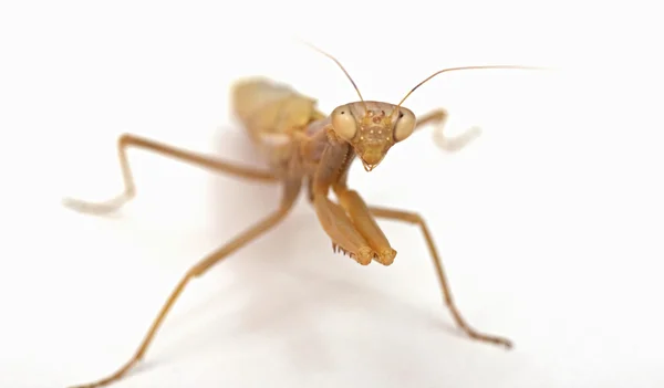 Mantis em fundo branco — Fotografia de Stock