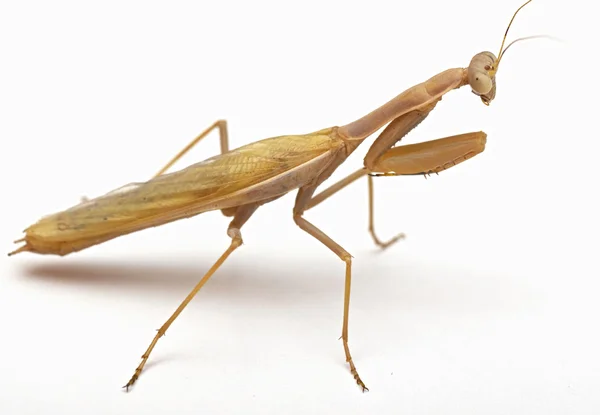 Beyaz arkaplanda peygamber devesi