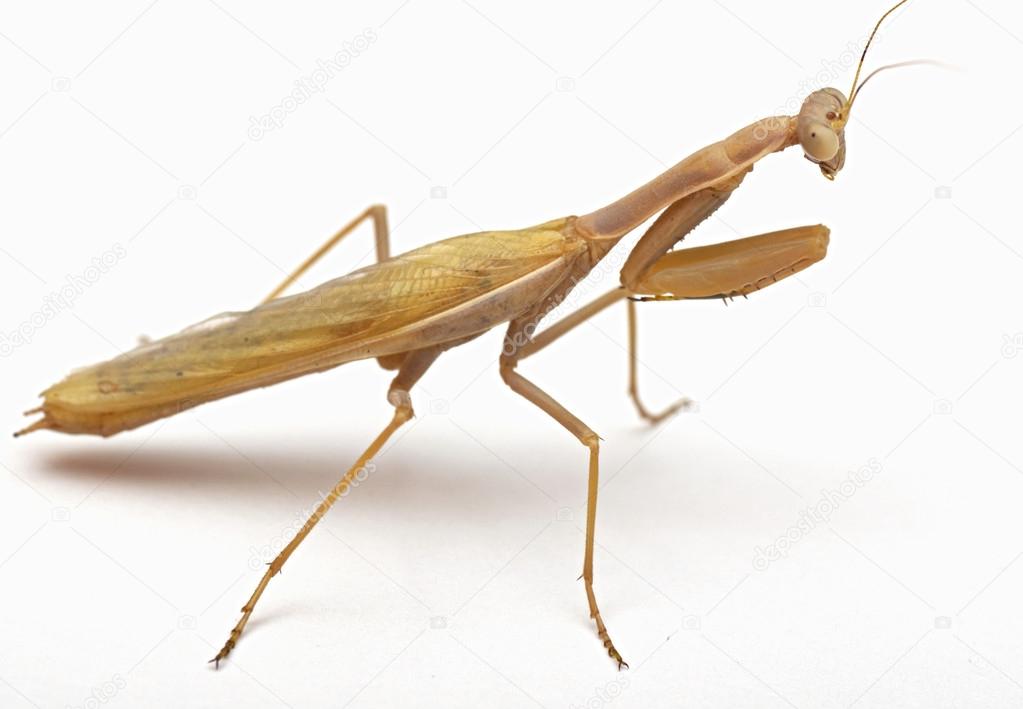 Mantis on white background