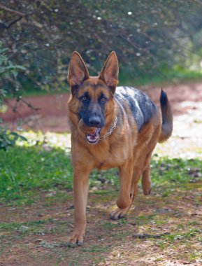 Alman çoban köpeği.