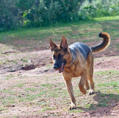 Alman çoban köpeği.