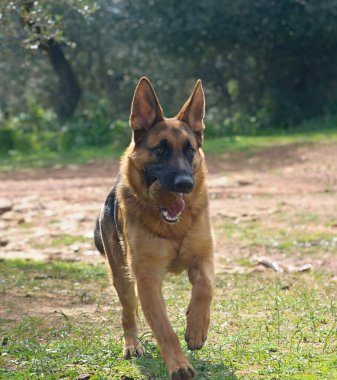 Alman çoban köpeği.