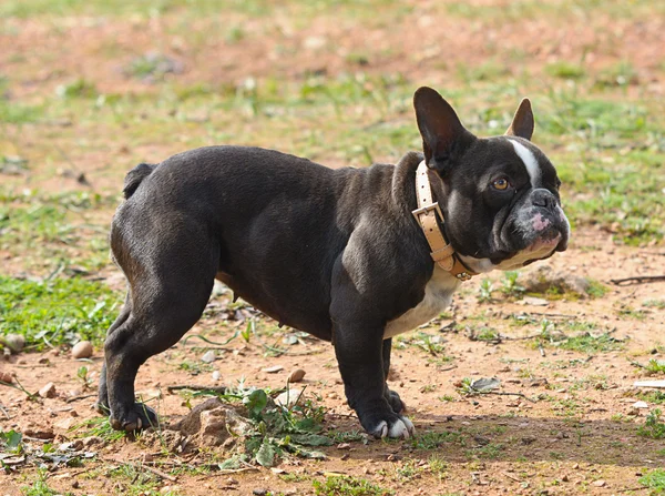 Bulldog francés Raza Perro — Foto de Stock