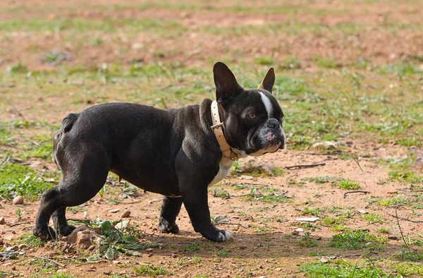 Bulldog francés Raza Perro — Foto de Stock