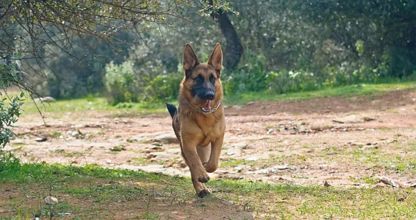 German Shepherd Dog — Stock Photo, Image