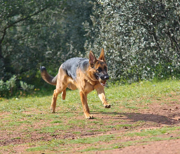 Cane pastore tedesco — Foto Stock