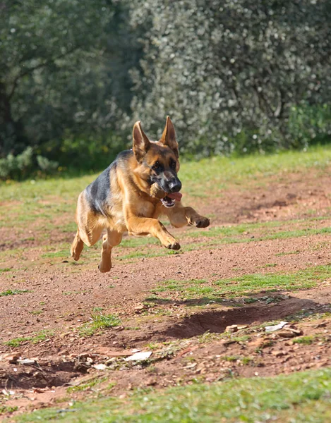 German Shepherd Dog — Stock Photo, Image