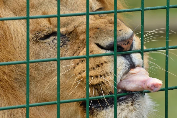 Leone mangiare pollo gamba dietro gabbia — Foto Stock