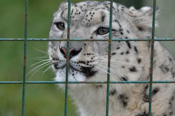 Leopard hinter Käfig — Stockfoto
