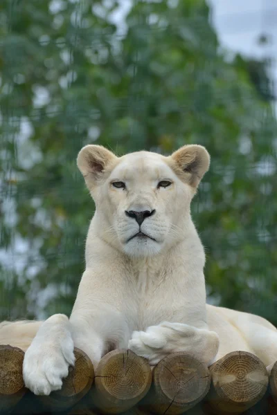 León blanco acostado — Foto de Stock