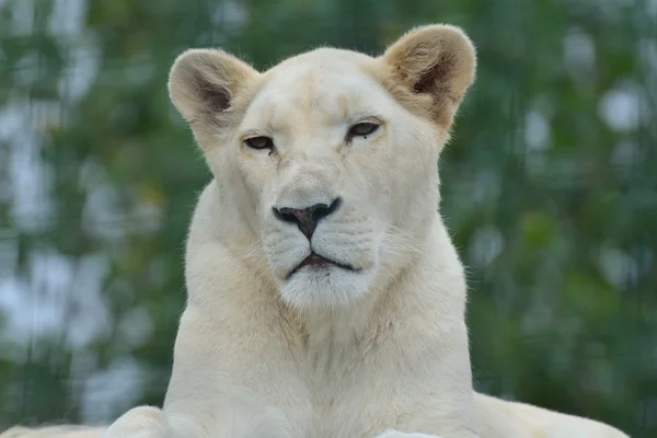 Leone sudafricano bianco — Foto Stock