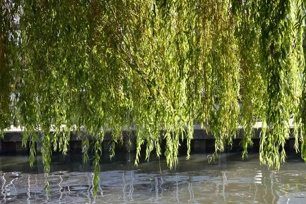 Weeping willow leaves over canal — Stock Photo, Image