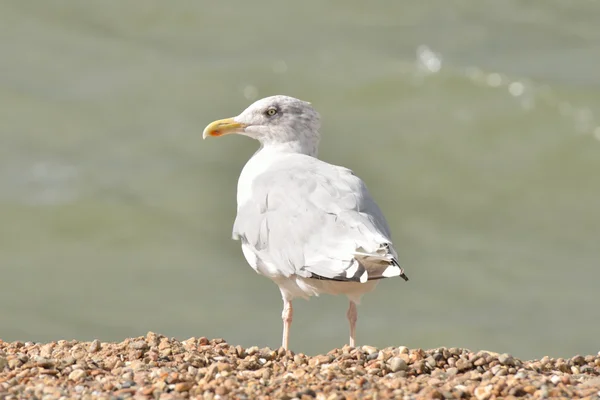 Sea gull stały przez brzeg — Zdjęcie stockowe