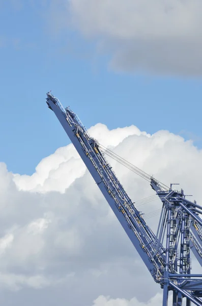 Large Blue Crane in portrait view — Stock Photo, Image